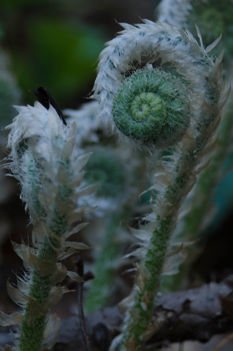 Fiddlehead