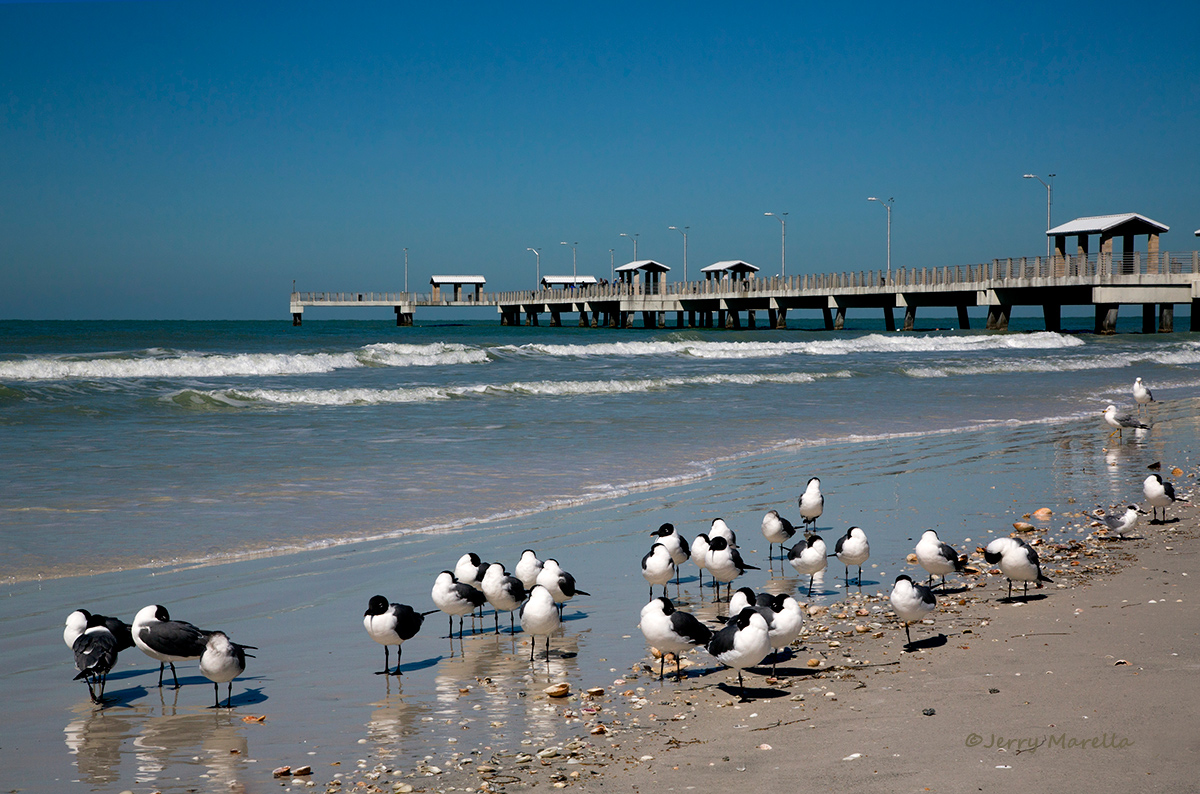 Gulls and fishing pier