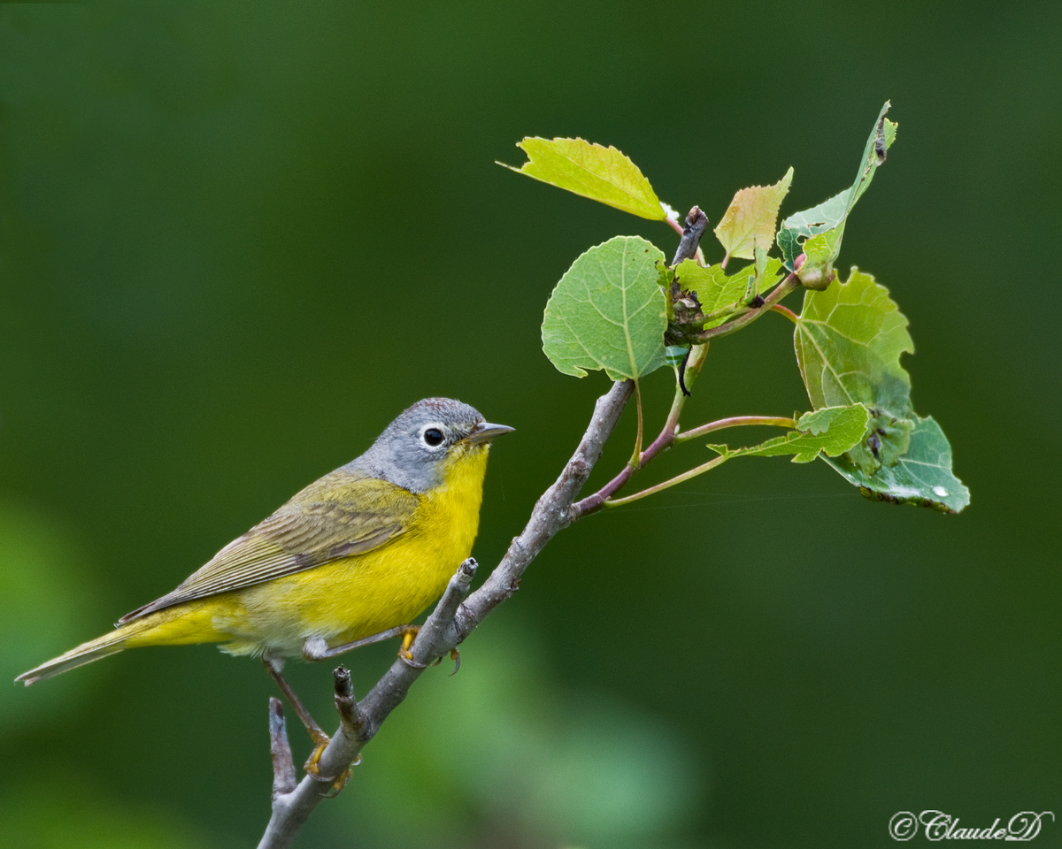 Nashville Warbler