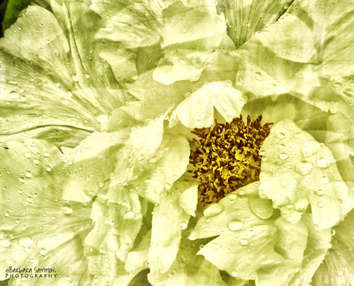 Textured Tree Peony