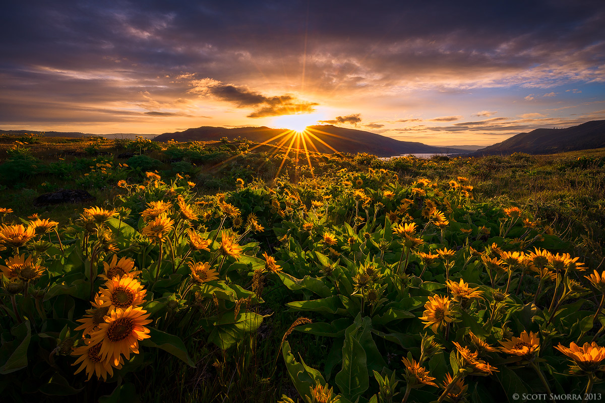 Rowena Sunrise