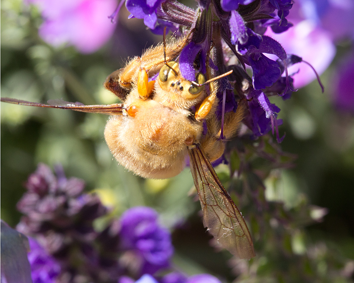 Carpenter Bee