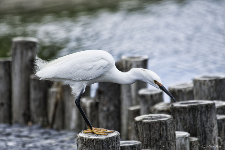Snowy Egret Timber Stand