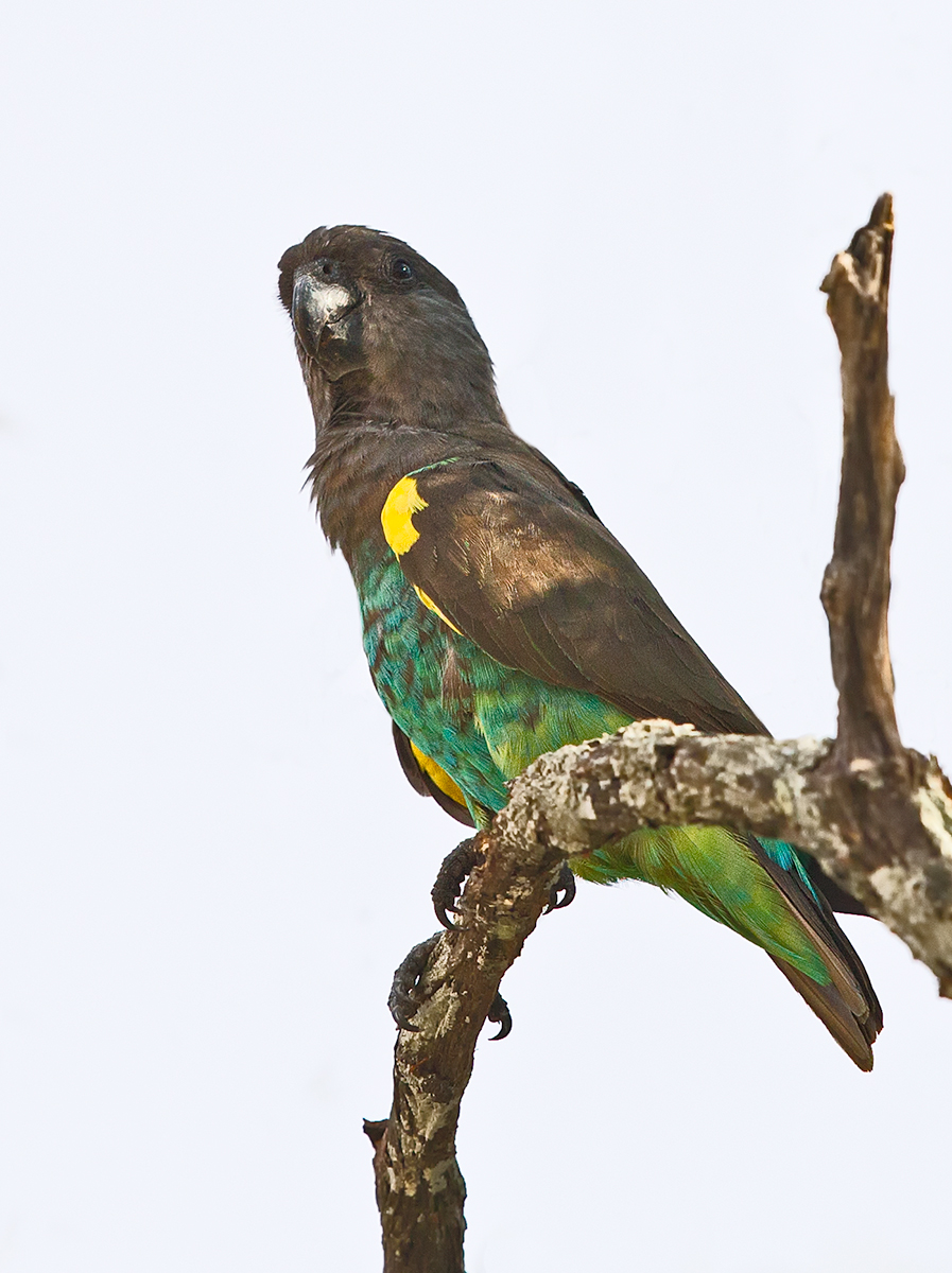 Myers Parrot