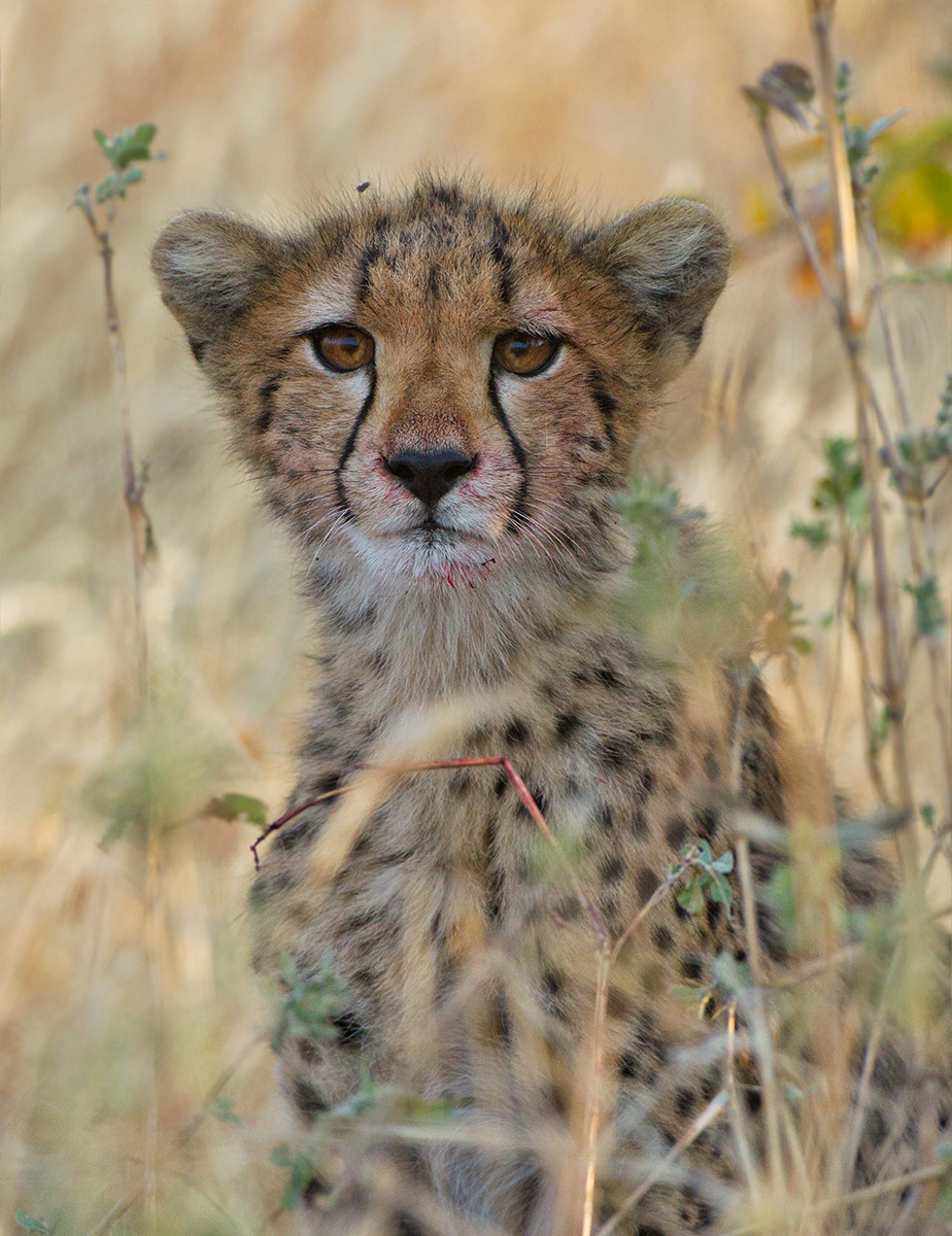 Cheetah Cub