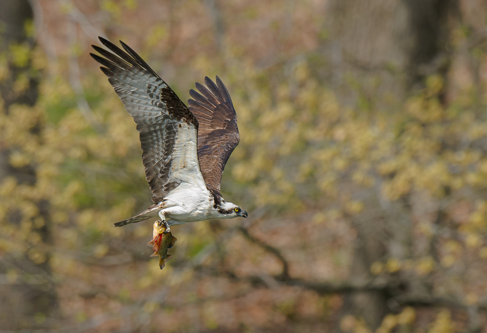 Osprey with Fish