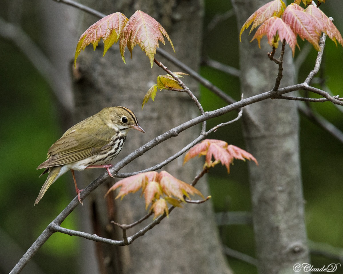 Ovenbird