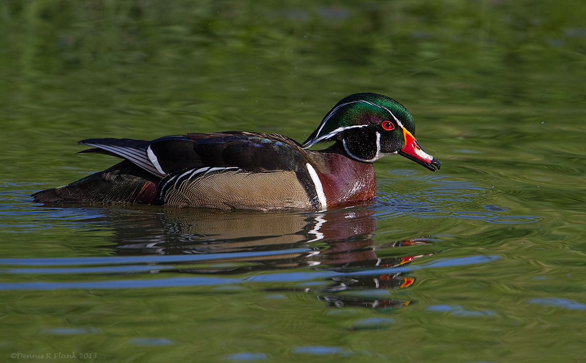 First Wood Duck