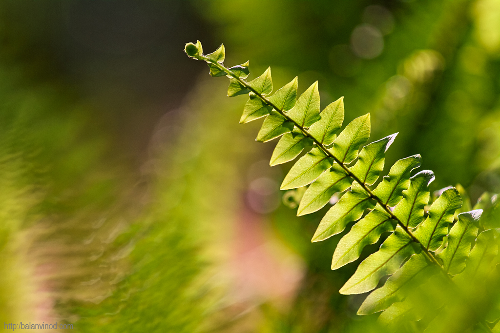 Greens