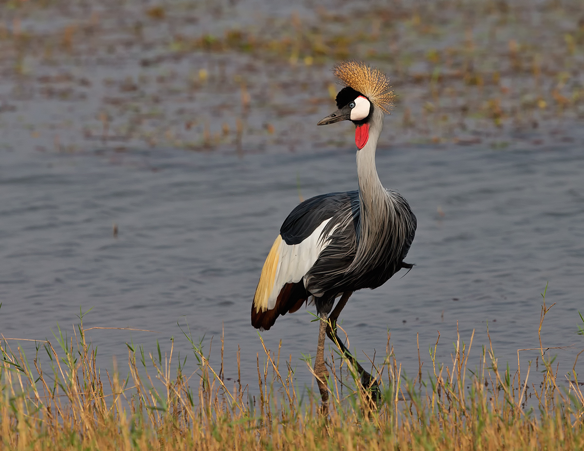 Grey Crowned Crane