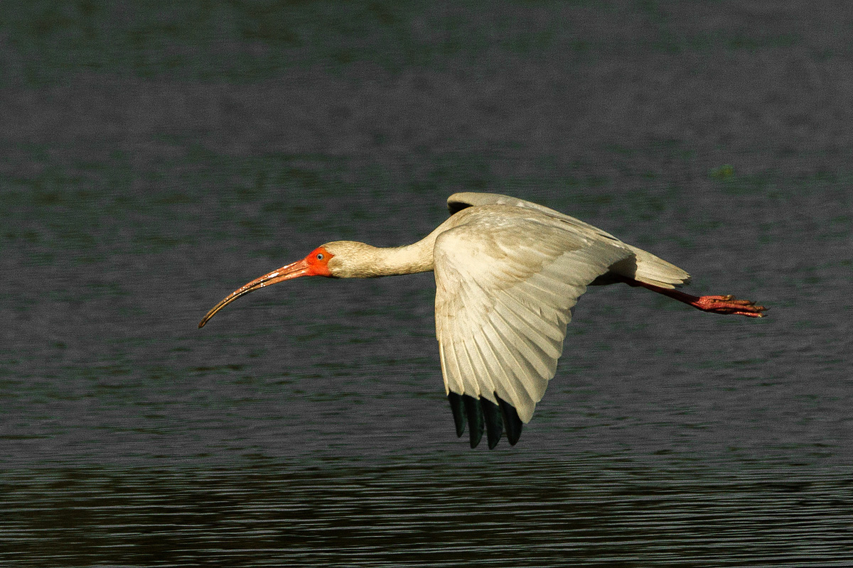 Flying Ibis
