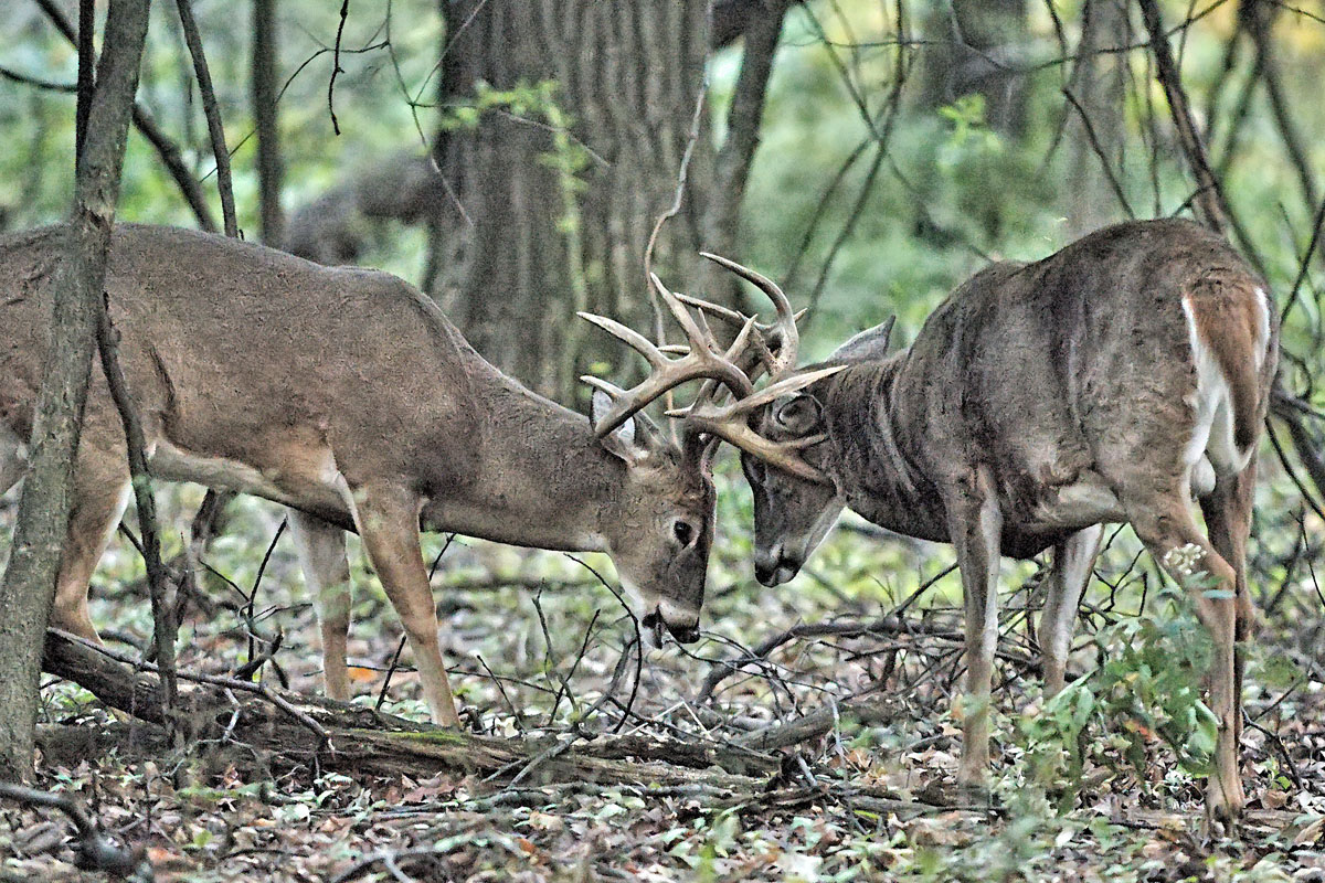 The Clashing of Antlers