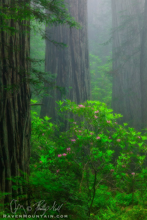 In The Mist w/Repost