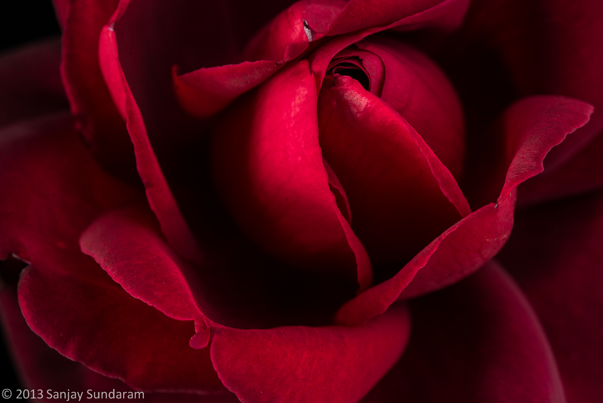 Red Rose