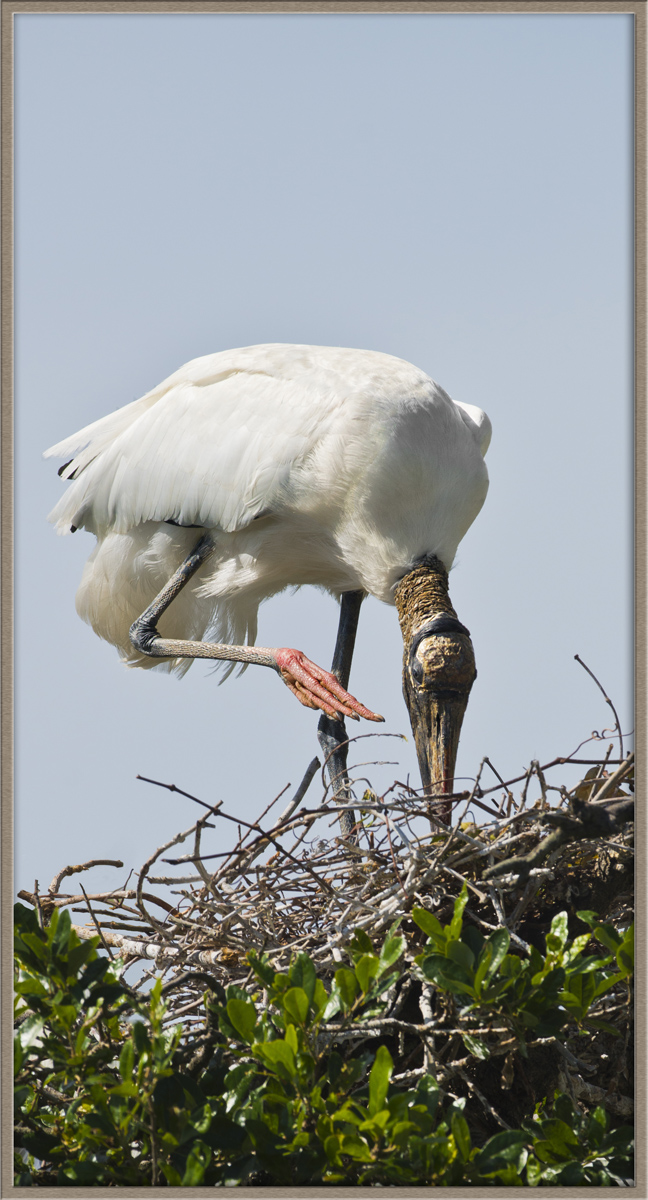 Wood Stork, Nest