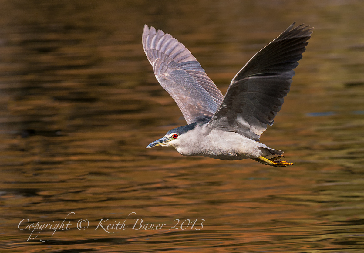 Black Crowned Heron