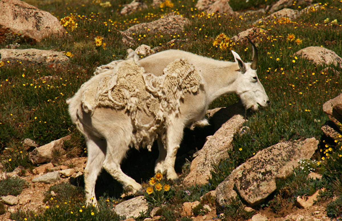 Mt. Goat, Mt. Evans +repost