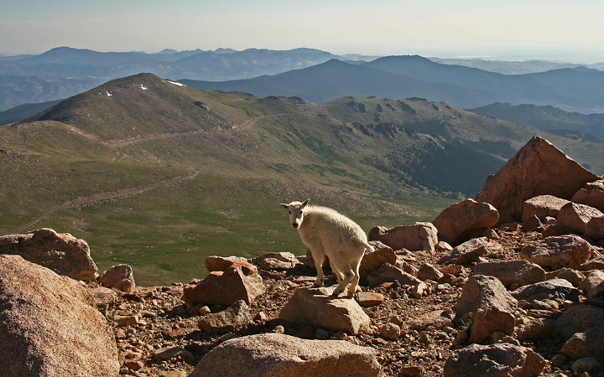 Road to the goats WC582
