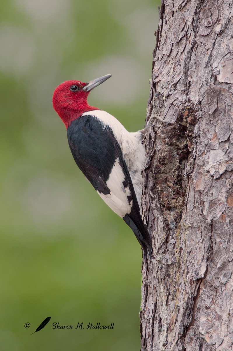 Red-headed Woodpecker