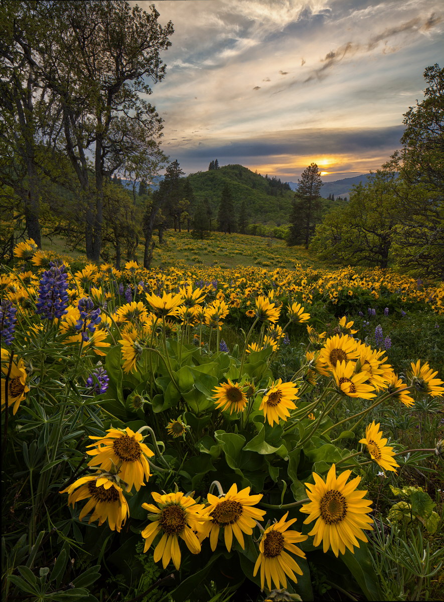 Memaloose Hills Dusk 