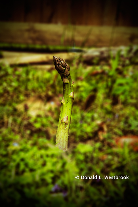 First Stalk of Spring