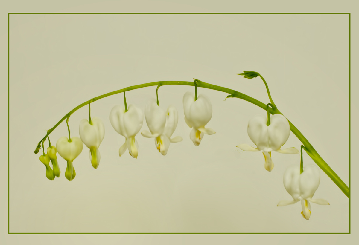 Bleeding Hearts