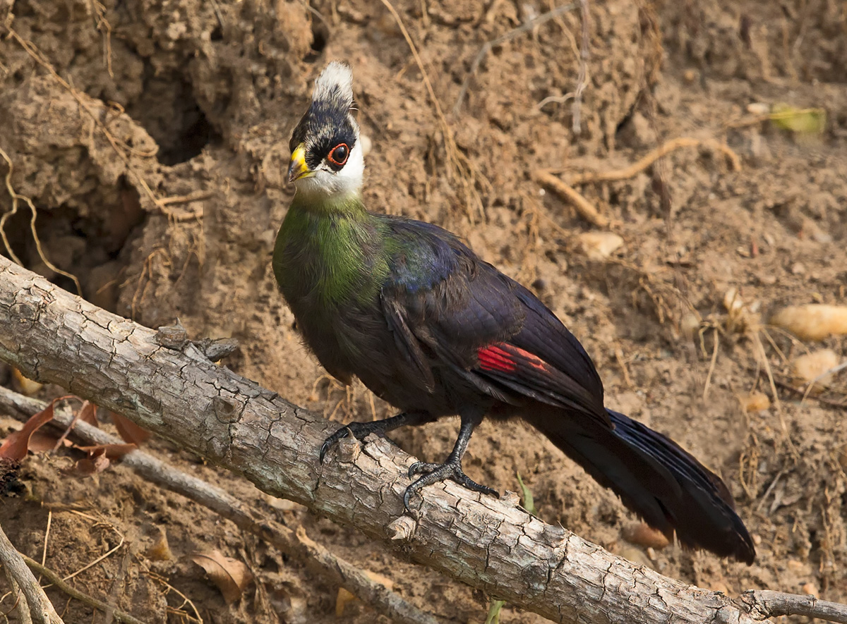 White Crested Turaco