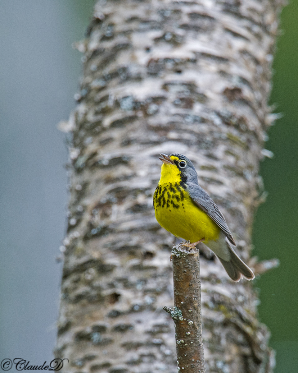 Canada Warbler