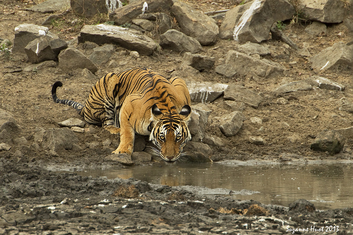 At the water hole.