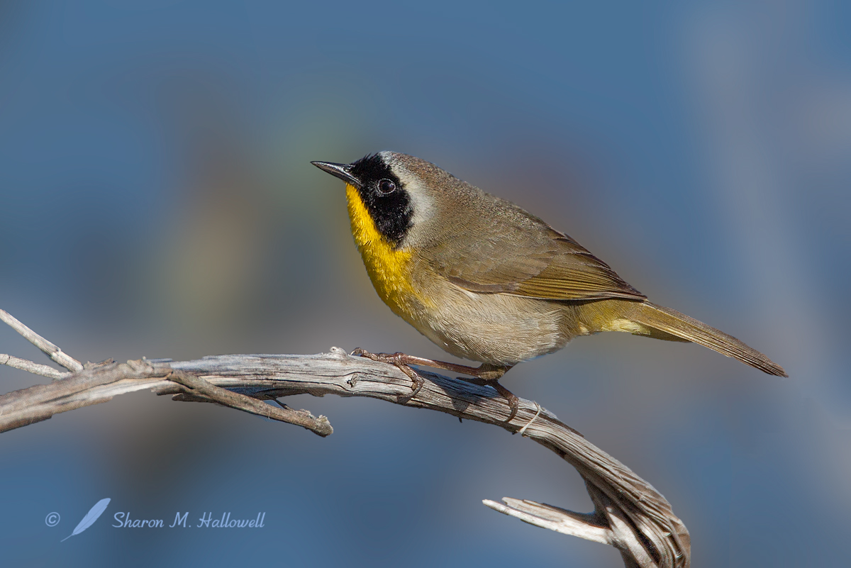 C. Yellowthroat