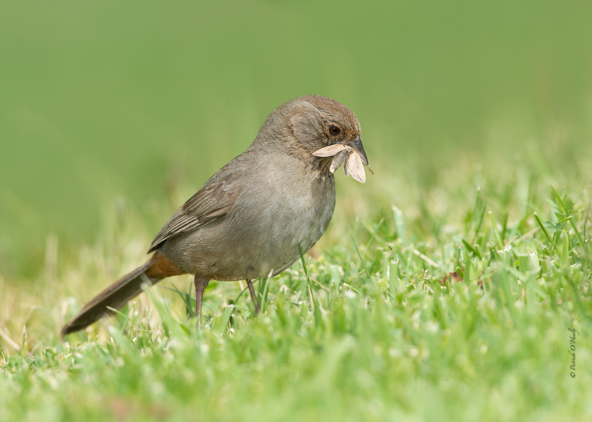 California Towhee