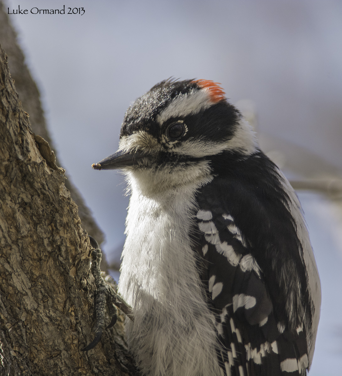 Downy Close-up