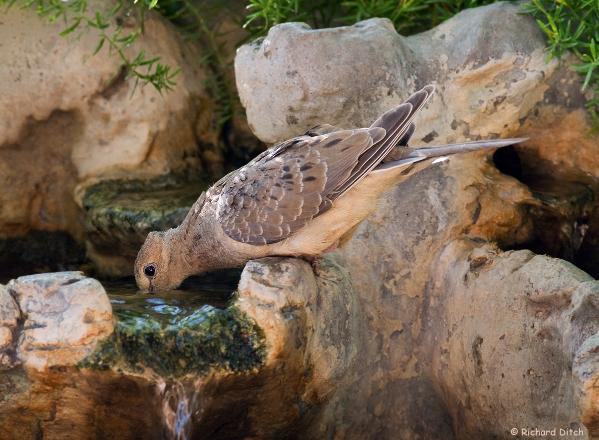 Mourning Dove