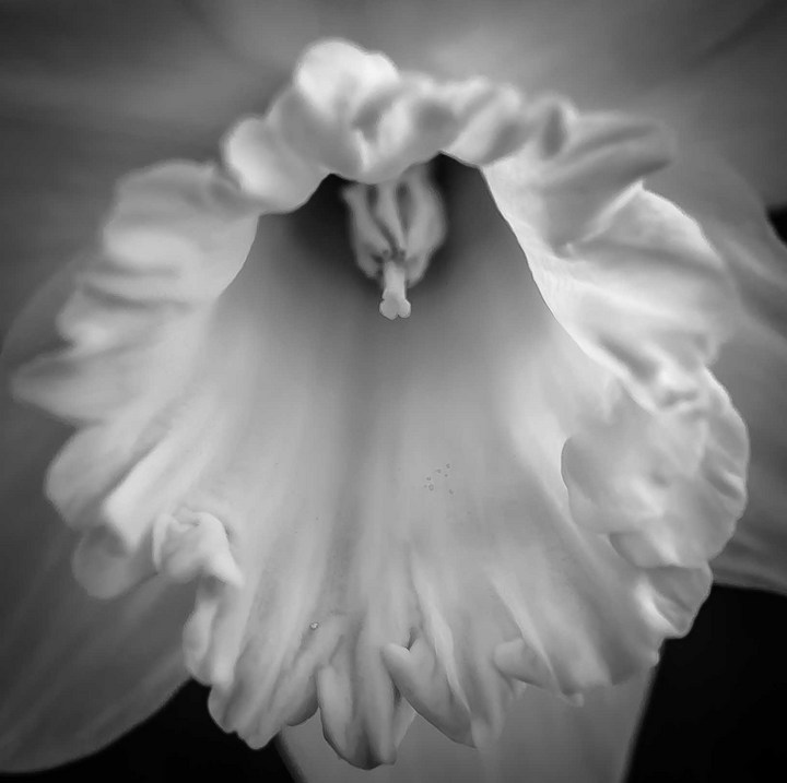 Daffodil