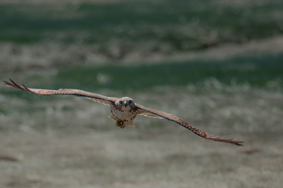 Red-Tailed Hawk