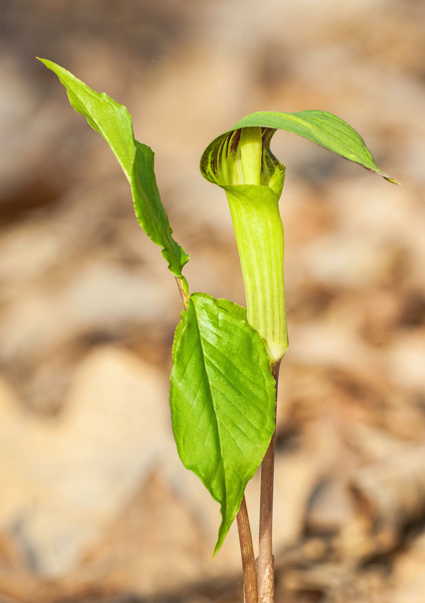 Jack-in-the-Pulpit