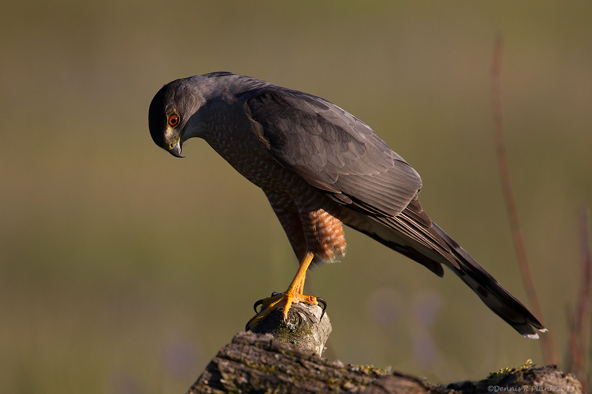 Sharp Shinned Hawk