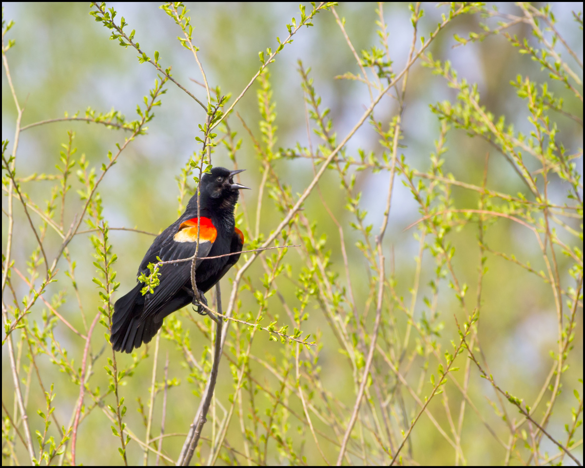 Redwing