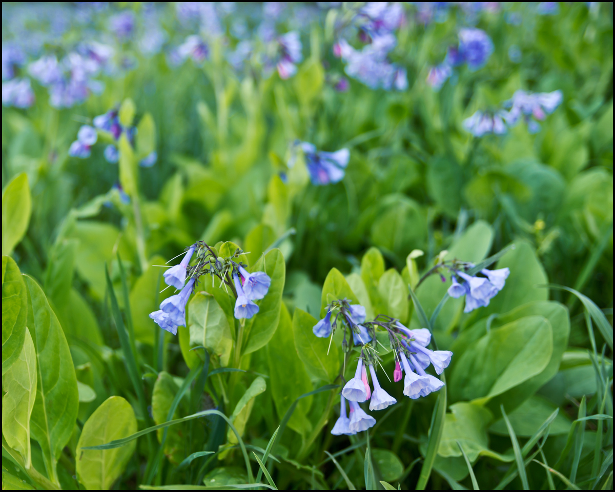 Blue Bell Field