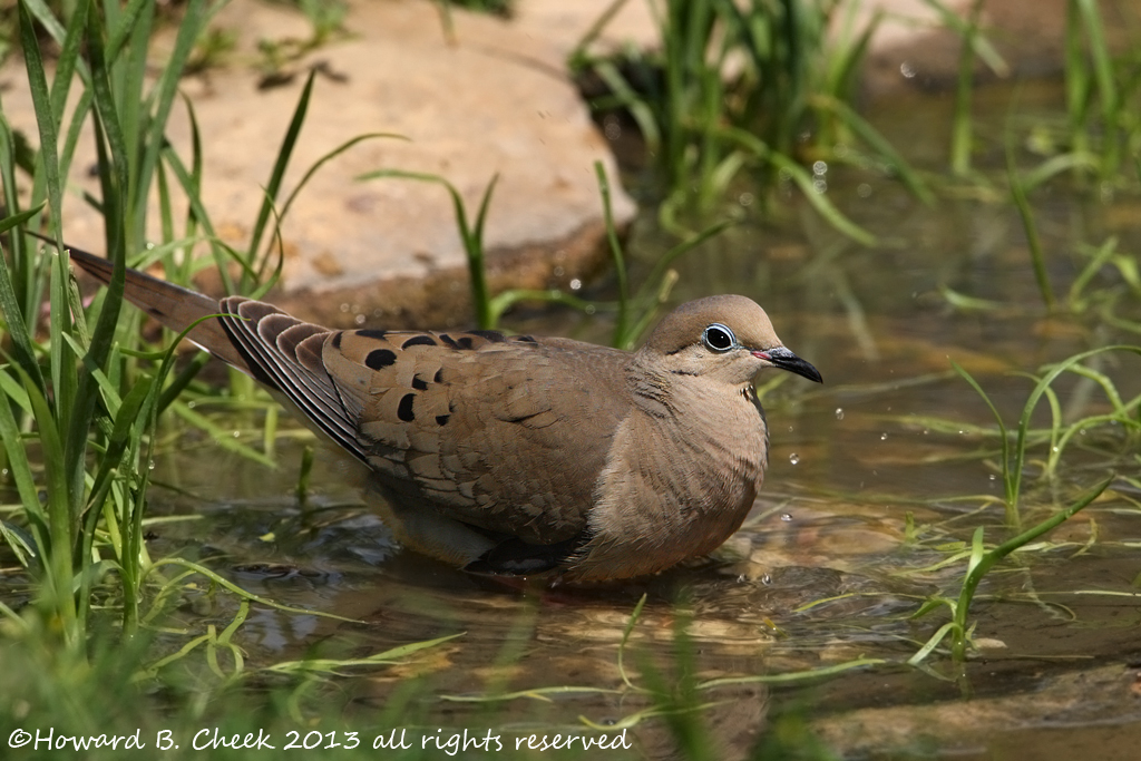 Secluded Bather