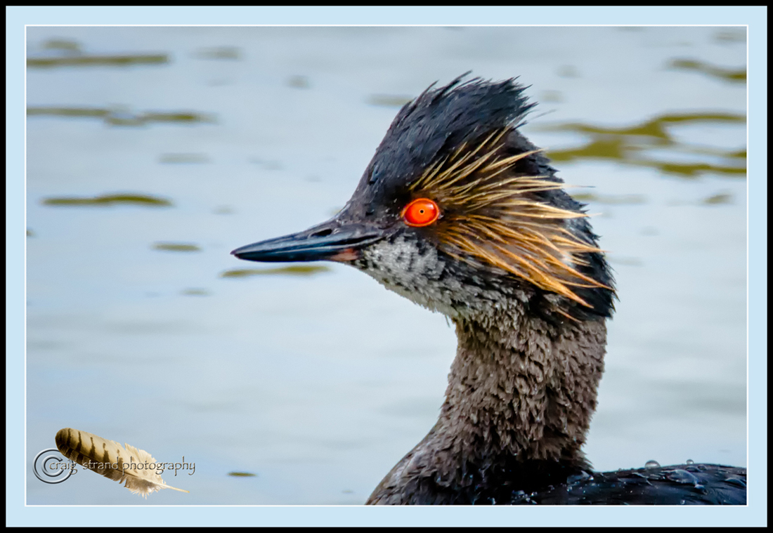 Eared Grebe portrait