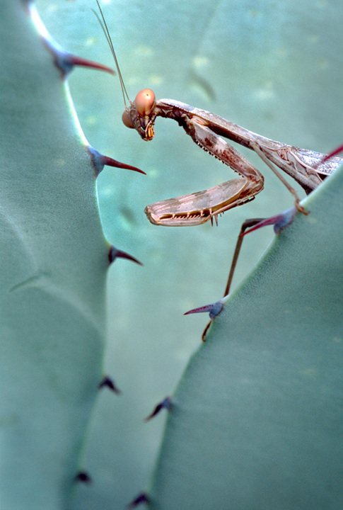 Mantis on Agave