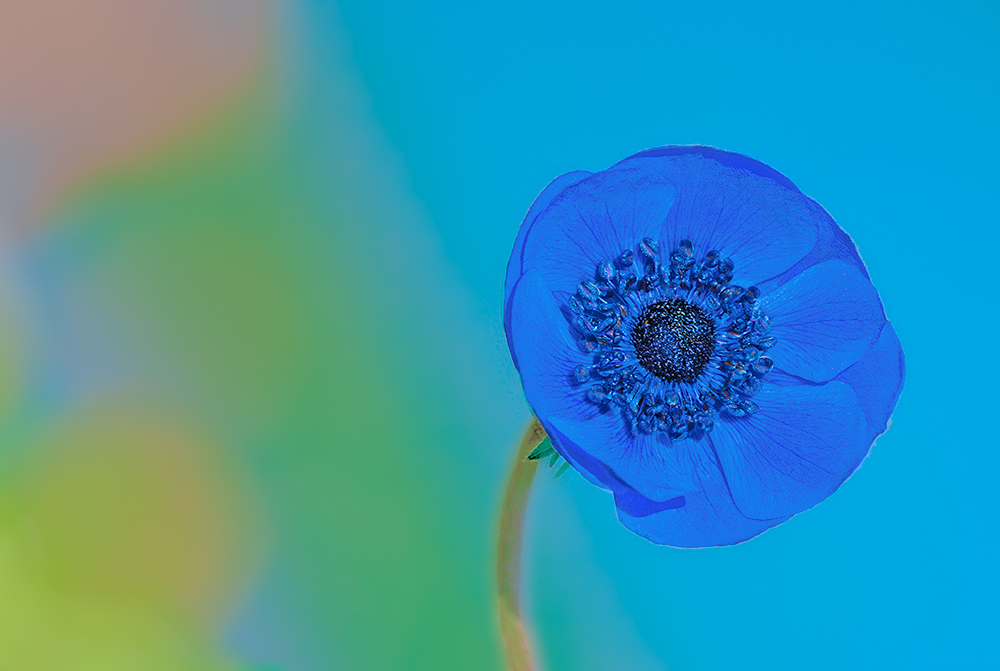 Anemone in a flowerbed