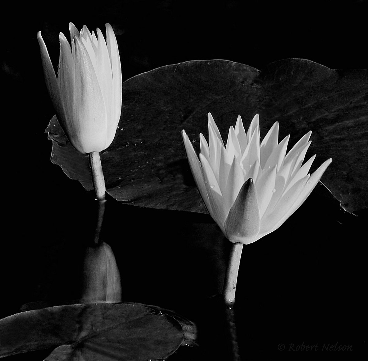 B&W Pad