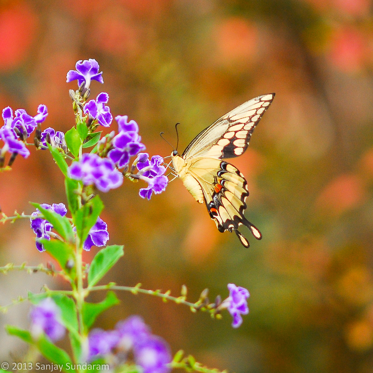 Giant Swallow Tail