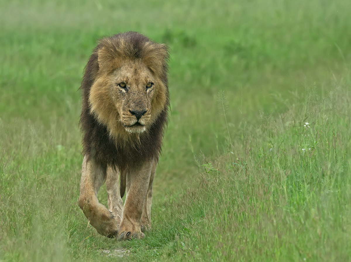 Kwara Lion