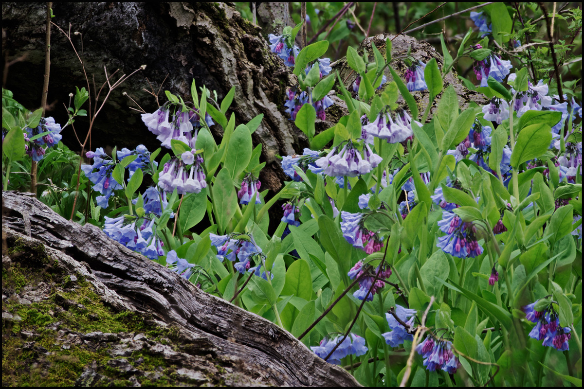 More Blue Bells