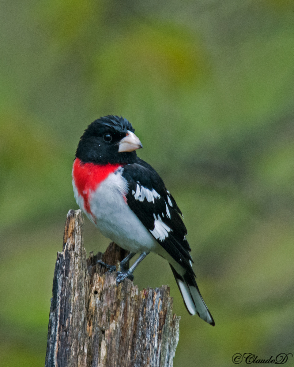 Rose-Breasted Grosbeak