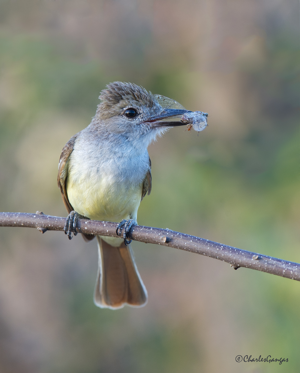 Brown-crested Flycatcher