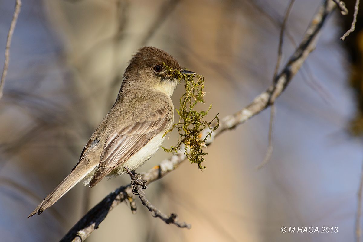 Lining the nest